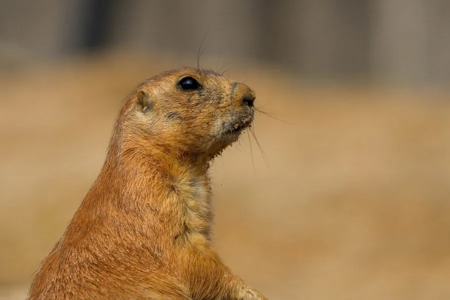 Präriehund - Neugierig auf das Leben ☀️ 🐿️ Der Präriehund steht aufrecht im Gras, aufmerksam und voller Neugier. Mit wachen Augen und sanfter Haltung scheint er je... - Animals - Emmen, Wildlands Emmen