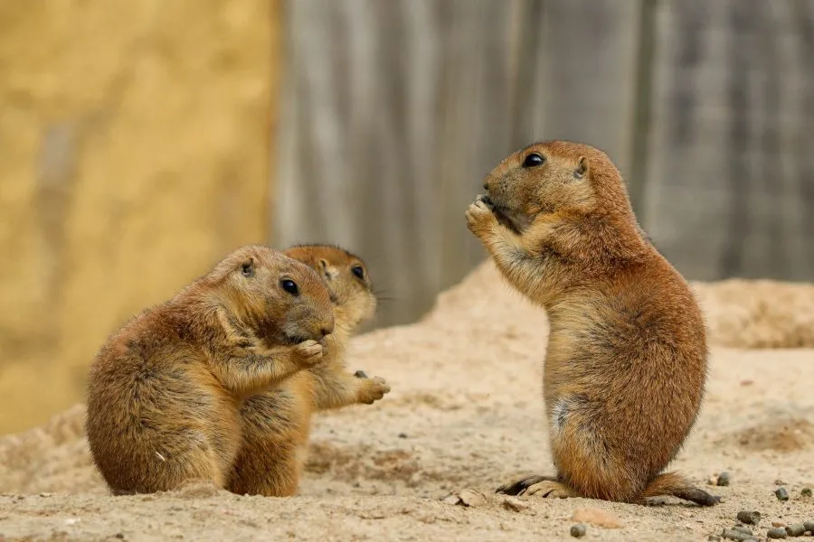 Prairie Dogs - Together under the sun ☀️ The prairie dogs stand side by side in the tall grass — watchful, yet playful. Their soft calls drift through the air like w... - Animals - Emmen, Wildlands Emmen