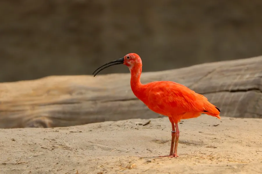 Rode ibis - Vleugels van vuur 🔥 De rode ibis kleurt het landschap met haar vurige veren. Wanneer ze opstijgt, lijkt de lucht zelf even te branden van leven. Een s... - Animals - Emmen, Wildlands Emmen