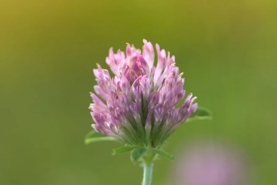 Rotklee - Schlichtheit in voller Blüte 🌸 Der Rotklee wiegt sich sanft im Wind, sein Blütenkopf leuchtet im Sonnenlicht. Zwischen Gras und Bienen strahlt er Ruhe... - Macro - Emmen, Emmermeer