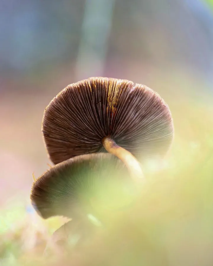 Rauchblättriger Schwefelkopf - Feurig und voller Kontrast 🔥 Der Rauchblättrige Schwefelkopf fällt mit seinen intensiven Farben zwischen feuchtem Laub sofort auf. Im sanften Licht de... - Macro - Noordbargerbos, Emmen
