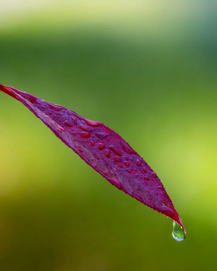 Rotes Blatt - Nur ein Blatt, ein Tropfen und ein Moment der Stille ✨. Die Farben waren nach dem Regen so intensiv. Ich liebe es, wie die Natur etwas so Kleines so v... - Macro - Emmen, Emmermeer