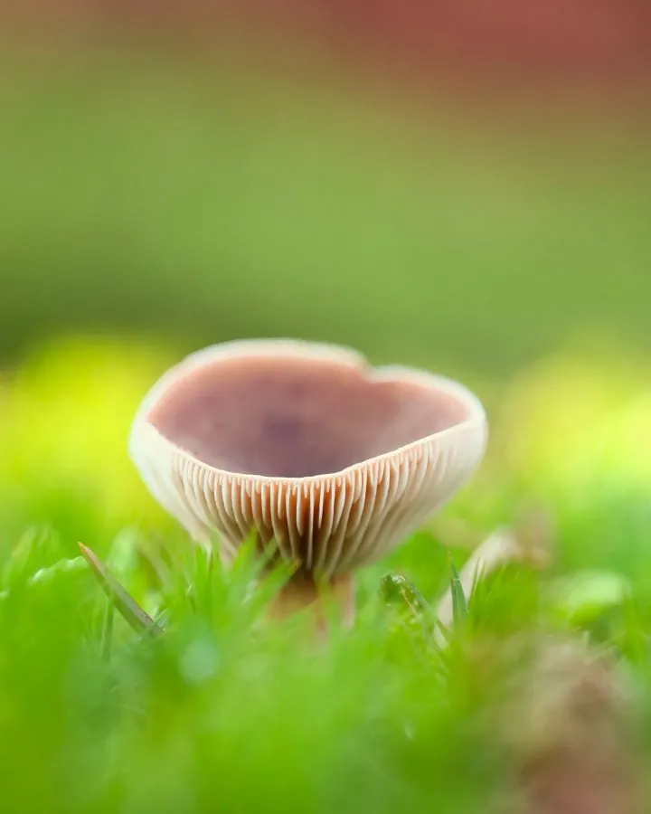Rosa Milchling - Weiches Licht zwischen dem Laub 🌿 Zwischen Herbstblättern erscheint der Rosa Milchling, sein Hut glänzt im Sonnenlicht wie Samt. Ein Hauch von Farbe i... - Macro - Nationaal Park Dwingelderveld