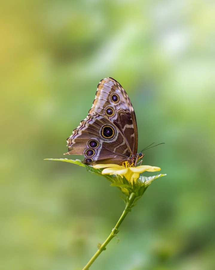 Rust in kleur - Deze prachtige uilvlinder 🦋 neemt even rustig plaats op een felgele bloem 🌼 terwijl de zachte groene achtergrond voor een bijna dromerige sfeer zorgt... - Macro - Emmen, Wildlands Emmen