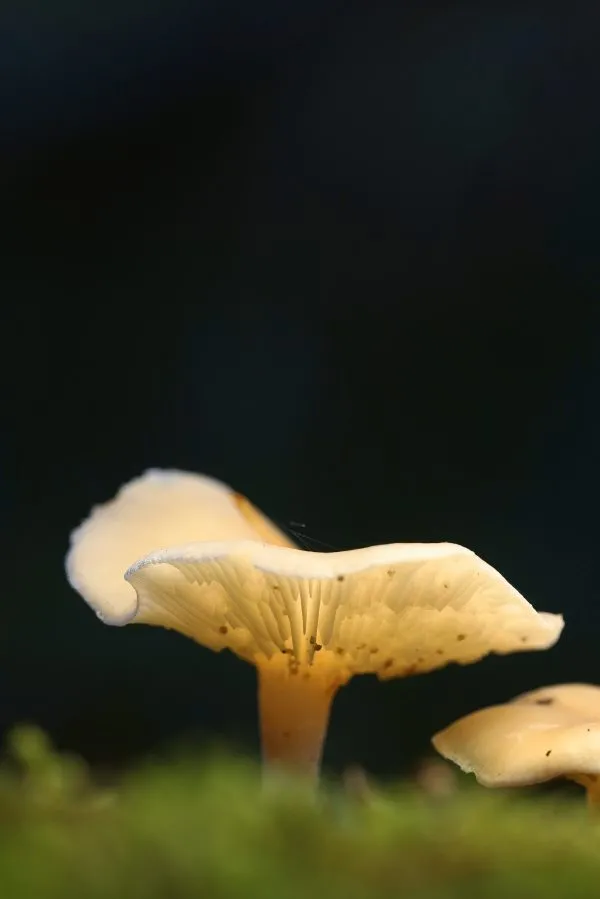 Schlanker Trichterling - Tanz im Herbstlicht 🍂 Zwischen gefallenem Laub neigt sich der Schlanke Trichterling sanft im Wind. Sein dünner Stiel trägt den Hut wie einen Porzellan... - Macro - Emmerdennen, Emmen