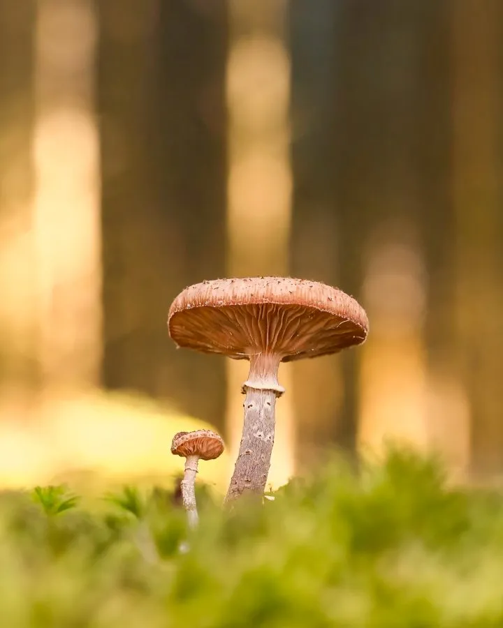 Dunkler Hallimasch - Zwei Generationen im Licht 🌿 Im sanften Walblicht stehen zwei dunkle Hallimasche Seite an Seite. Der eine erwachsen, der andere noch jung – gemeinsam... - Macro - Nationaal Park Dwingelderveld