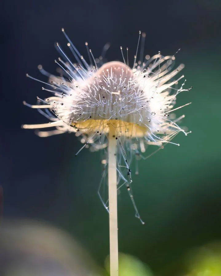 Spinellus - Ein Netz des Lebens 🌿 Zwischen den Lamellen eines alten Pilzes erscheint der Spinellus – feine Fäden, fast unsichtbar, voll kleiner, lebender Kugeln.... - Macro - Noordbargerbos, Emmen