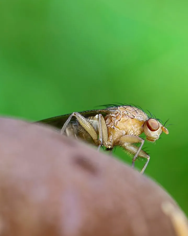 Stable Fly on Mushroom - A moment of balance 🌿 On the mushroom’s cap rests a stable fly — still, as if listening to the forest breathe. What looks like calm is really life in... - Macro - Noordbargerbos, Emmen