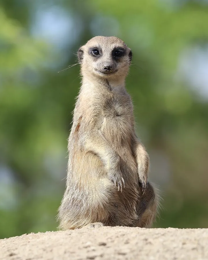 Stokstaartje - Hoeder van het zonlicht 🌞 Het stokstaartje staat rechtop in het zand, zijn blik scherp en nieuwsgierig. De zon glanst over zijn vacht terwijl hij de h... - Animals - Emmen, Wildlands Emmen