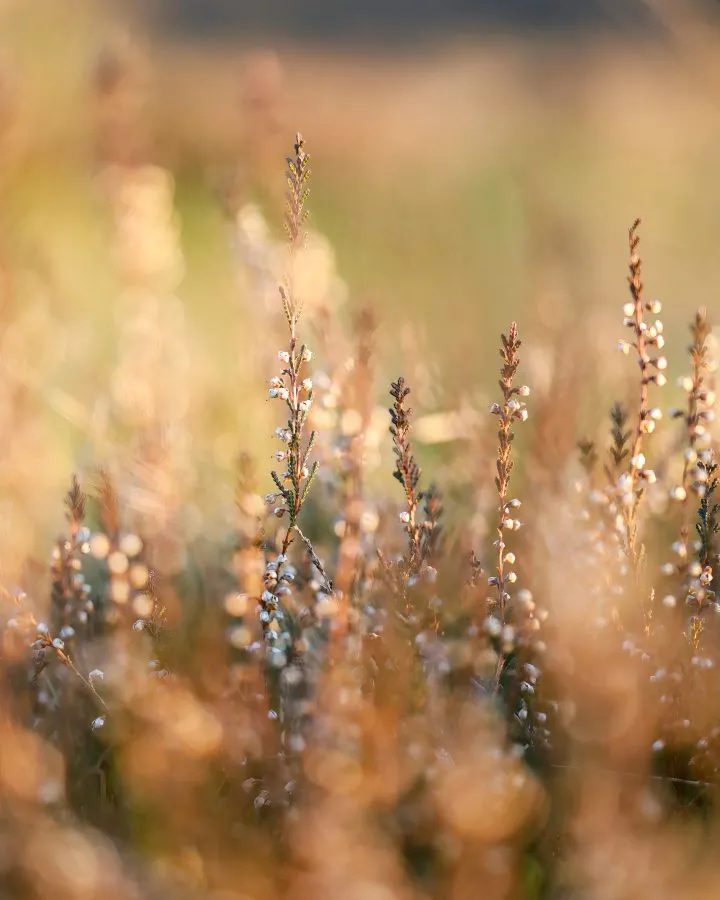Struikheide - Tussen licht en stilte 🌿 De zon raakt de struikheide met haar laatste stralen. Elk bloempje vangt een vleugje goud, alsof de natuur even diep ademhaal... - Nature - Exloo
