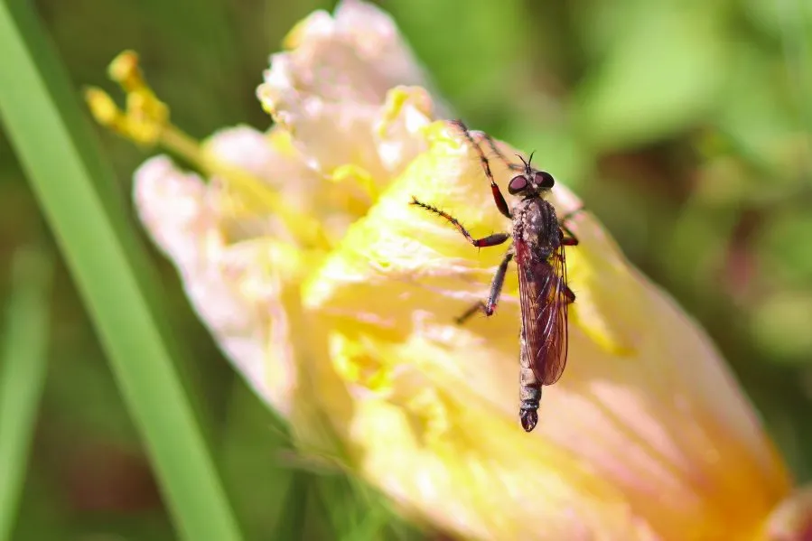 Tolmerus op een bloem - Tederheid en instinct 🌿 De Tolmerus rust op een bloem, de zon glijdt over zijn facetogen. Tussen kleur en geur wacht hij geduldig — een stille jager i... - Nature, Animals, Macro - Emmen, Emmermee...