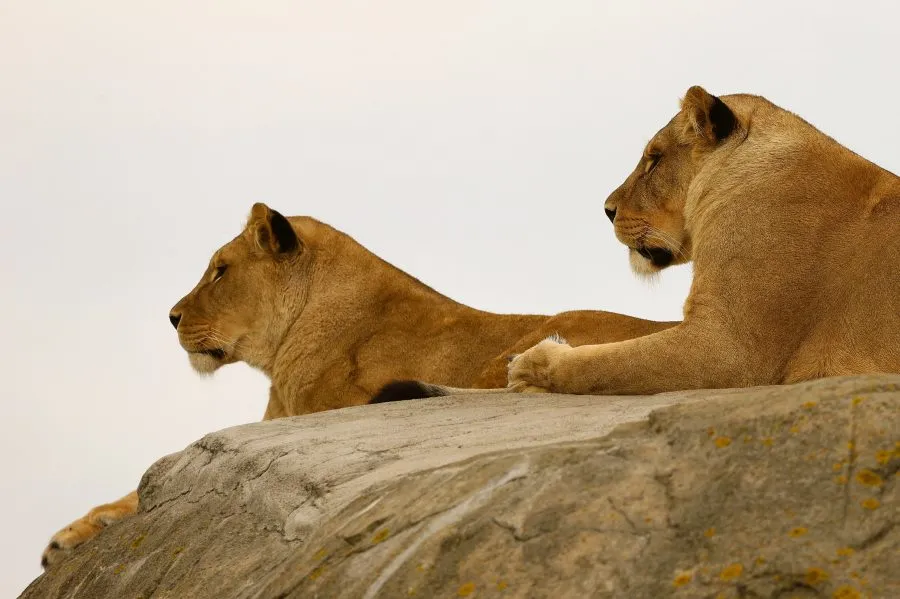 Twee Berberleeuwinnen - Stilte vol kracht 🌿 Twee Berberleeuwinnen rusten naast elkaar, hun ogen spreken zonder geluid. Elke beweging straalt waardigheid uit — een moment van... - Animals - Emmen, Wildlands Emmen