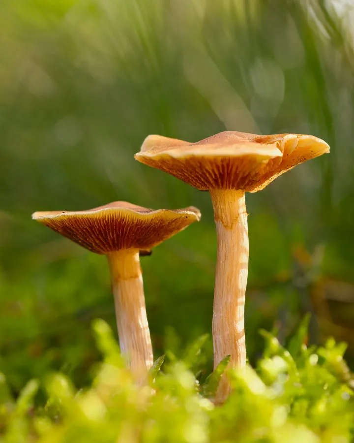 Zwei Braune Lacktrichterlinge - Gemeinsam im Herbstlicht 🌾 Zwei Braune Lacktrichterlinge stehen eng beieinander, ihre Hüte glänzen wie poliertes Kupfer im Morgenlicht. Still und verb... - Macro - Noordbargerbos, Emmen