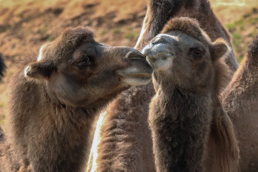Twee Kamelen - Samen in de zon 🌞 De twee kamelen staan zij aan zij op de savanne, hun schaduwen lang in het warme licht. De wind strijkt door het zand, de horizon tr... - Animals - Emmen, Wildlands Emmen