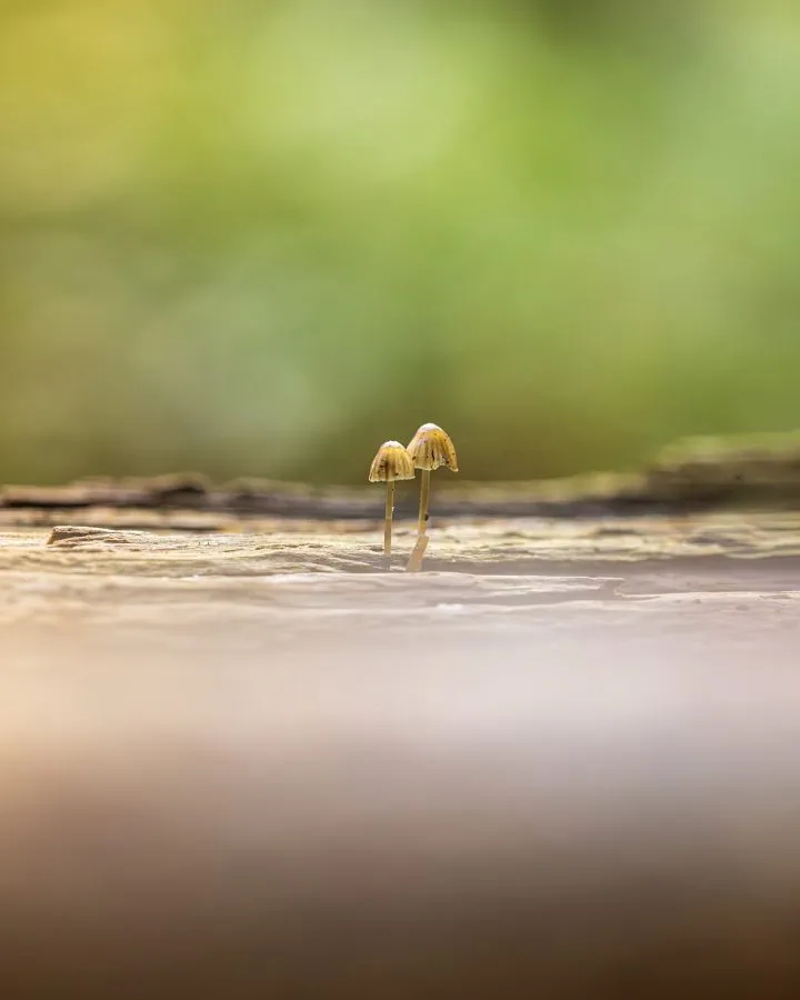 Twee kleine Mycena’s op een boomstam - Twee kleine Mycena’s, samen op avontuur 🌿🍄 Alsof ze stilletjes uit de stam zijn gegroeid om even te kijken hoe de wereld boven het mos eruitziet. Zó k... - Macro - Exloo