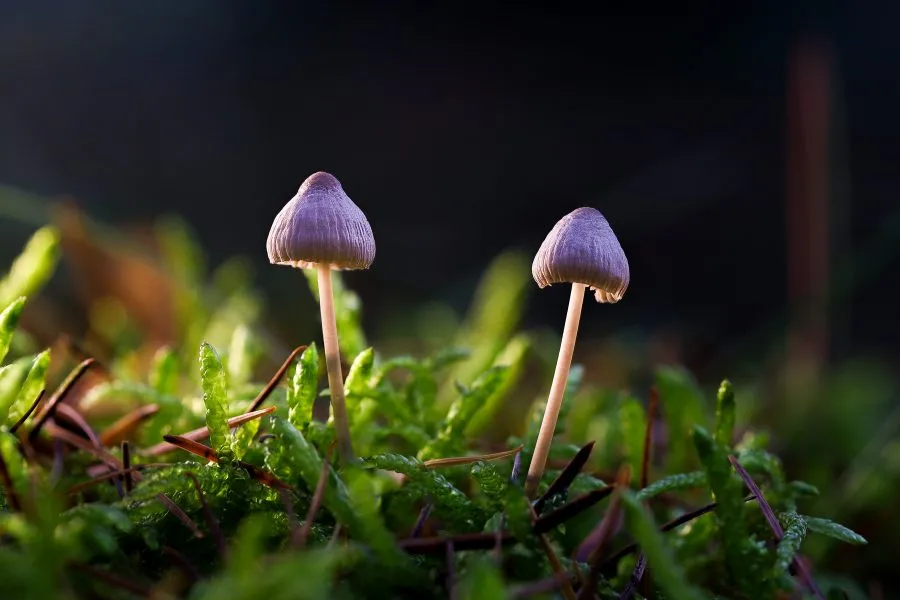 Zwei kleine Mycena-Pilze - Zwei kleine Mycena-Pilze, gebadet im sanften Morgenlicht. 🌤️ Ihre zarten Stiele fangen die ersten Sonnenstrahlen ein, als würde der Tag selbst ganz be... - Macro - Noordbargerbos, Emmen