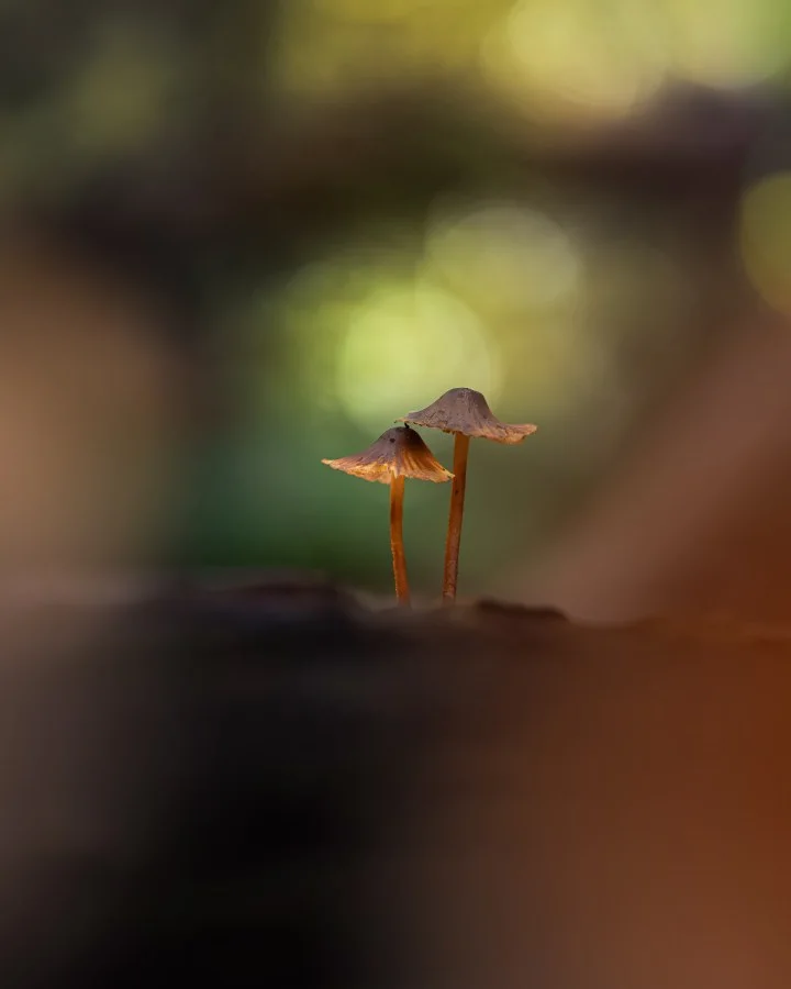 Twee Mycena’s - Samen even boven het bos uit 🍄 Twee fragiele steeltjes, gevangen in zacht licht en stilte. 🔹 Weetje: Mycena’s groeien vaak in kleine groepjes omdat ze... - Macro - Exloo