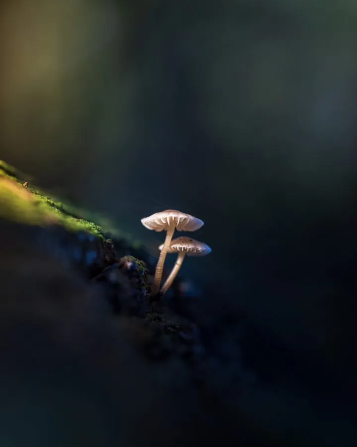 Twee Mycena’s - Samen in het licht 🌿🍄 Twee kleine Mycena’s, dicht tegen elkaar aan — alsof ze elkaars schaduw delen in het zachte boslicht. Zo kwetsbaar, maar toch vo... - Macro - Exloo