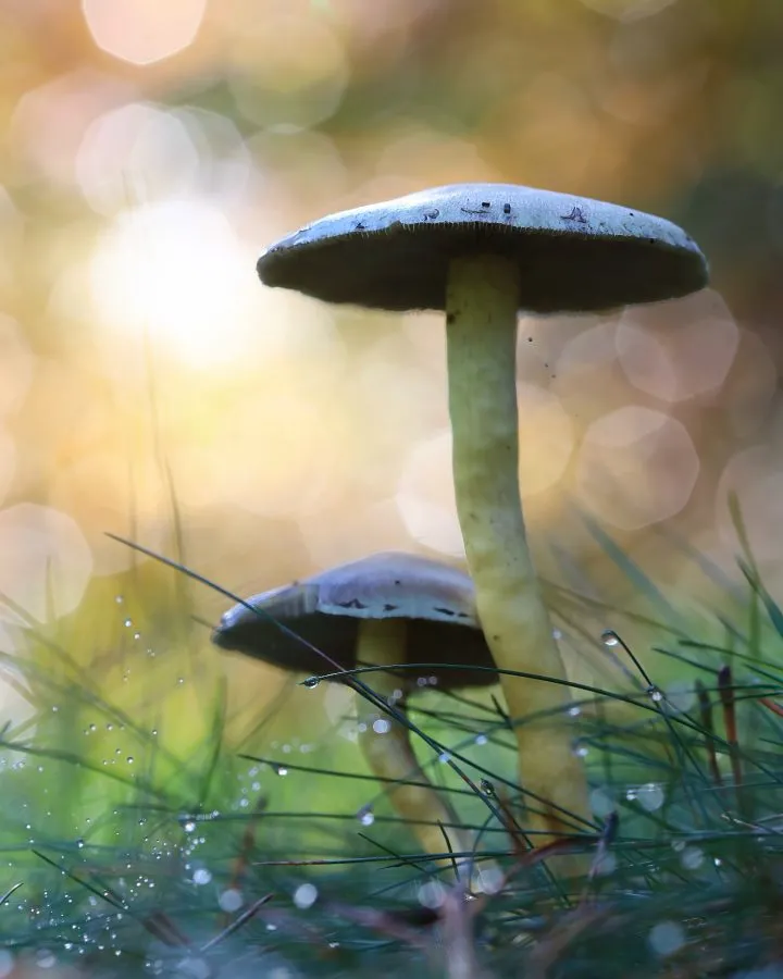 Zwei Riesen-Schwefelköpfe - Gold im Doppel 🌾 Zwischen Moos und Laub stehen zwei Riesen-Schwefelköpfe – groß, kräftig und farbenfroh. Ihre Hüte glänzen wie nasses Kupfer im Herbst... - Macro - Emmerdennen, Emmen