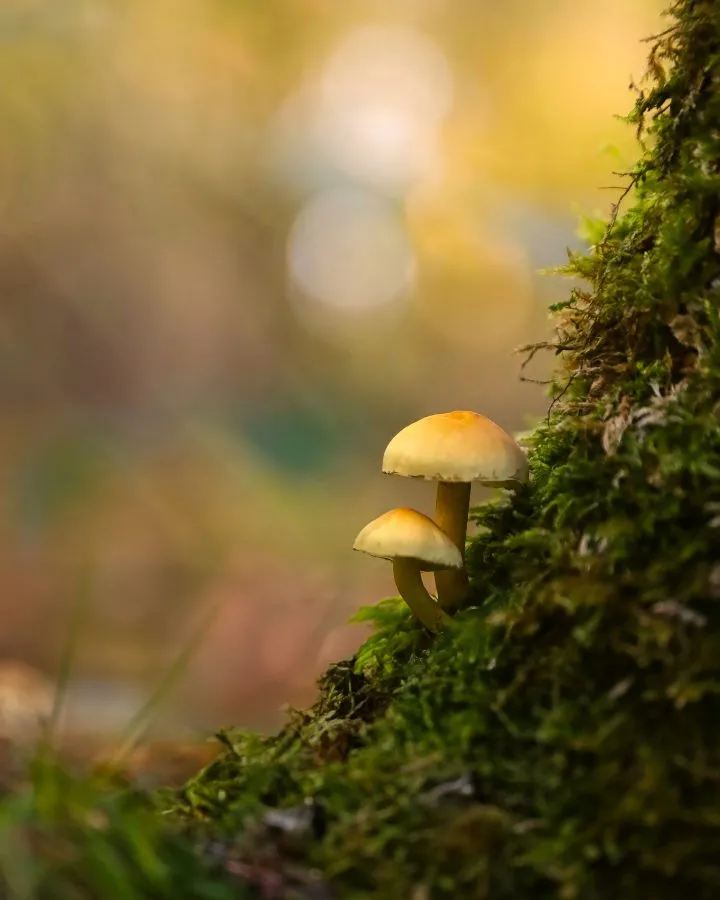 Two Sulphur Tufts - Together in the forest light 🌿 Two sulphur tufts grow side by side from the moss, their caps glowing in shades of gold and green. In the gentle light... - Macro - Emmen, Valtherbos Emmen