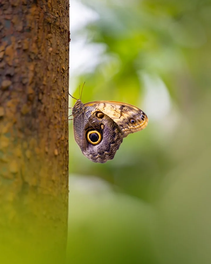 Uilvlinder - Deze bijzondere vlinder 🦋 hangt rustig tegen de boom en laat zijn prachtige vleugels zien 🌿. De opvallende oogvlekken lijken bijna echte ogen 👀 en gev... - Macro - Emmen, Wildlands Emmen