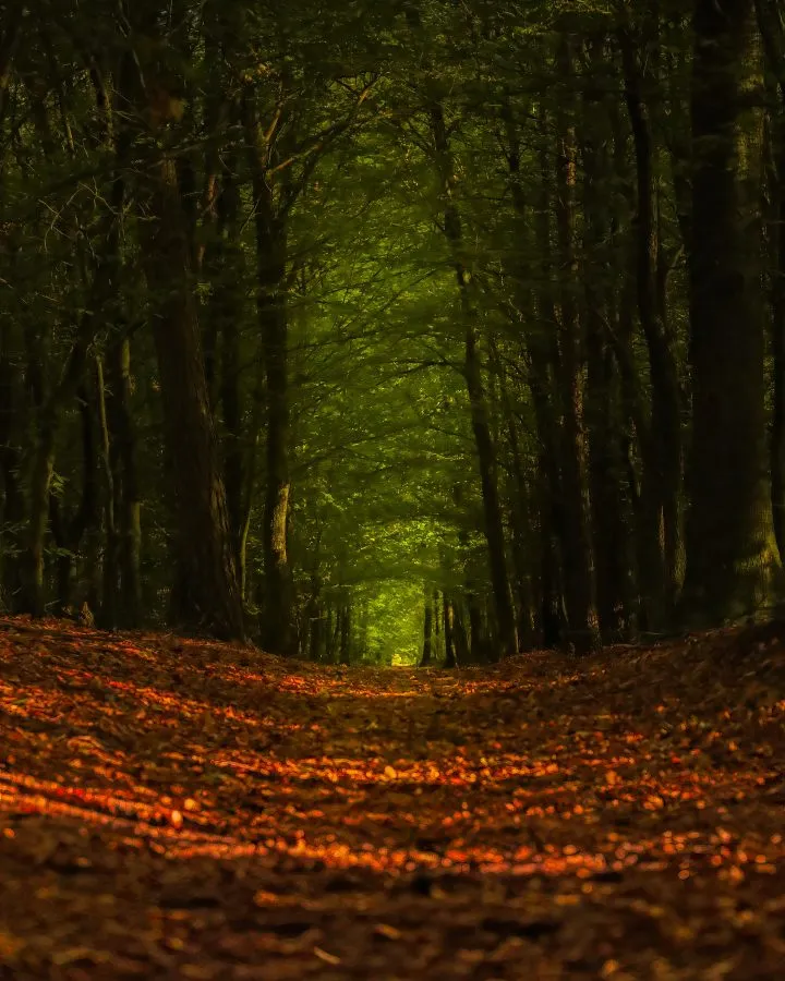 Valtherbos - Waar het licht de stilte raakt 🌿 Tussen eeuwenoude stammen glijdt het licht over het bladerdak, als fluisteringen van tijd. Het pad gloeit in warme to... - Nature - Emmen, Valtherbos Emmen