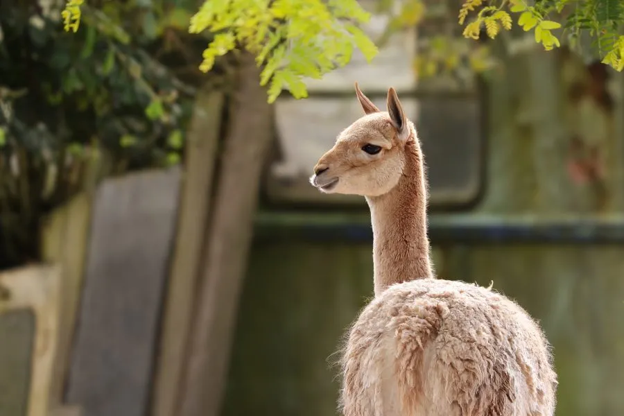 Vicuña - Eleganz in der Stille 🌄 Das Vikunja bewegt sich leichtfüßig durch die Anden, sein Fell glänzt im Licht der Berge. In seiner Haltung vereinen sich Sanf... - Animals - Emmen, Wildlands Emmen