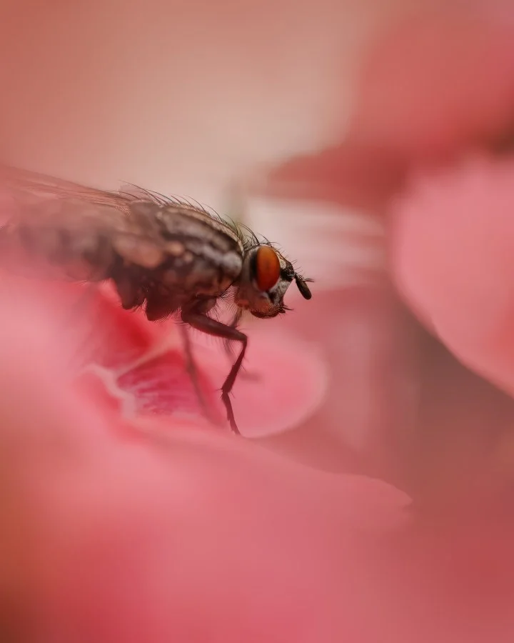 Vlieg - Niet ieders favoriet, maar kijk eens naar die details! De ogen, die haartjes, het contrast met het zachte roze 🌸 Macro maakt zelfs een vliegje interes... - Macro - Emmen, Emmermeer