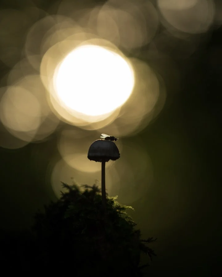 Vlieg in de spotlight - De zon als podium ☀️🍄 Soms valt alles gewoon samen: het licht, het moment en dat ene kleine detail. Een vliegje dat landt, precies op tijd — in zijn e... - Macro - Emmen, Emmermeer