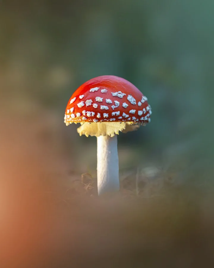 Vliegenzwam - De klassieker van het bos ❤️🍄 Altijd even betoverend om te zien: die felrode hoed met witte stippen, glanzend in het herfstlicht. Sprookjesachtig én t... - Macro - Exloo