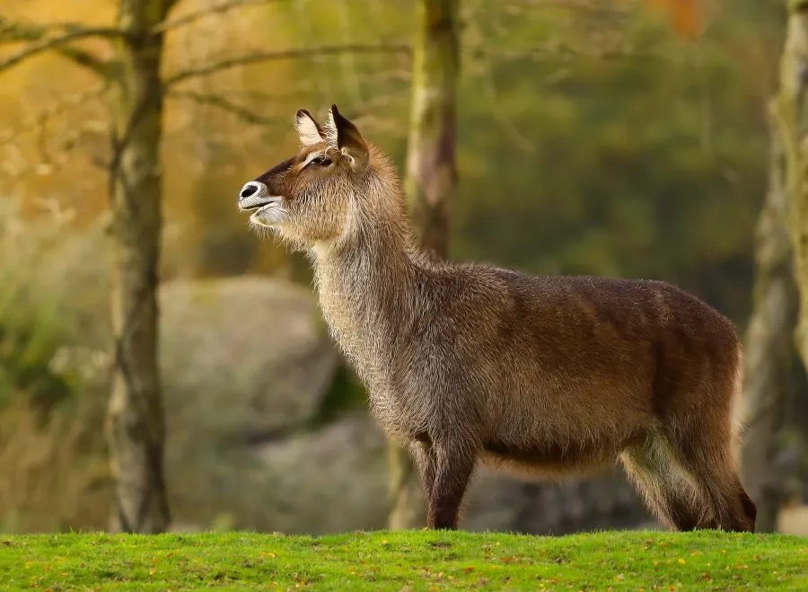 Waterbok - Tussen licht en stilte 🌿 De waterbok staat roerloos in het zachte licht, zijn vacht glanst als nat koper in de zon. Rustig, maar altijd waakzaam — een... - Animals - Emmen, Wildlands Emmen