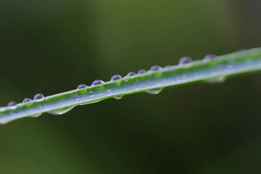 Water Droplets - The art of stillness 🍃 The water droplets rest upon the leaf like tiny mirrors of the world. In each sparkle lies a moment of calm, as if nature itsel... - Macro - Emmen, Emmermeer