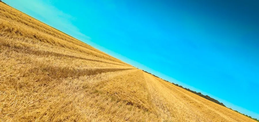 Weiland vol graan - Goud in beweging 🌞 Het weiland golft zacht in de wind, elke aar buigt mee met het ritme van de dag. De zon legt een warme gloed over het veld — een ze... - Landscape - Emmen, Emmermeer