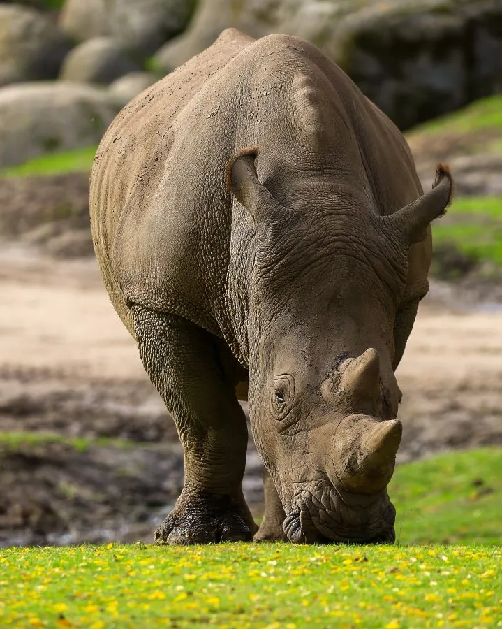 Witte neushoorn - Stilte van kracht 🦏 🌾 De witte neushoorn staat in het warme licht, zijn huid getekend door tijd en zon. Elke stap trilt door de aarde, elke blik ademt... - Animals - Emmen, Wildlands Emmen