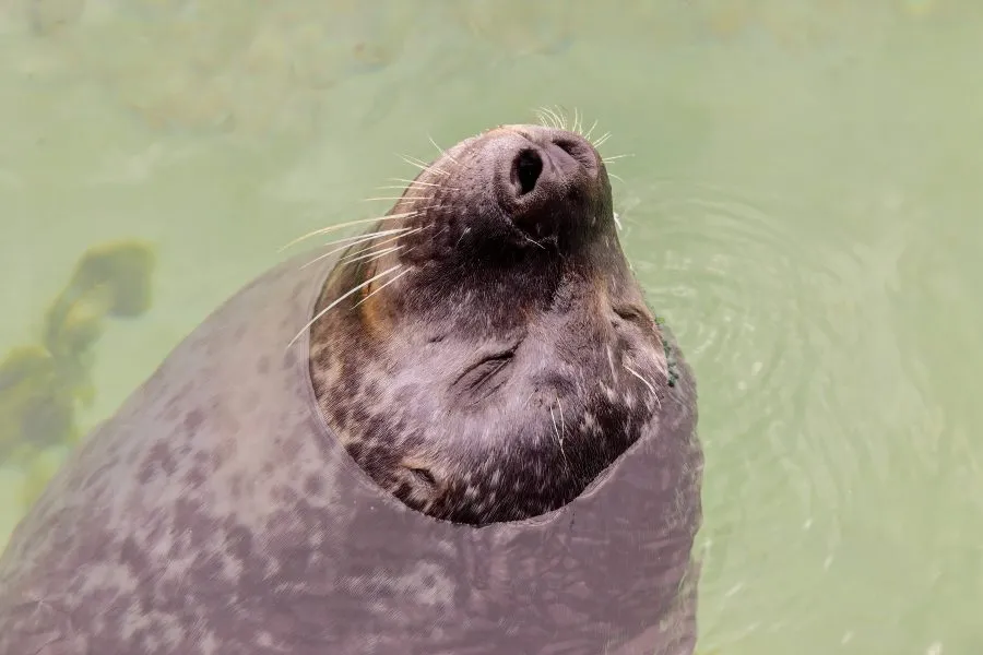Zeehond met Snuit boven Water - Tussen adem en zee 🌤️ De zeehond komt rustig boven, zijn snuit breekt het oppervlak als een stille golf. Druppels glinsteren in het licht, de zee houd... - Animals - Emmen, Wildlands Emmen