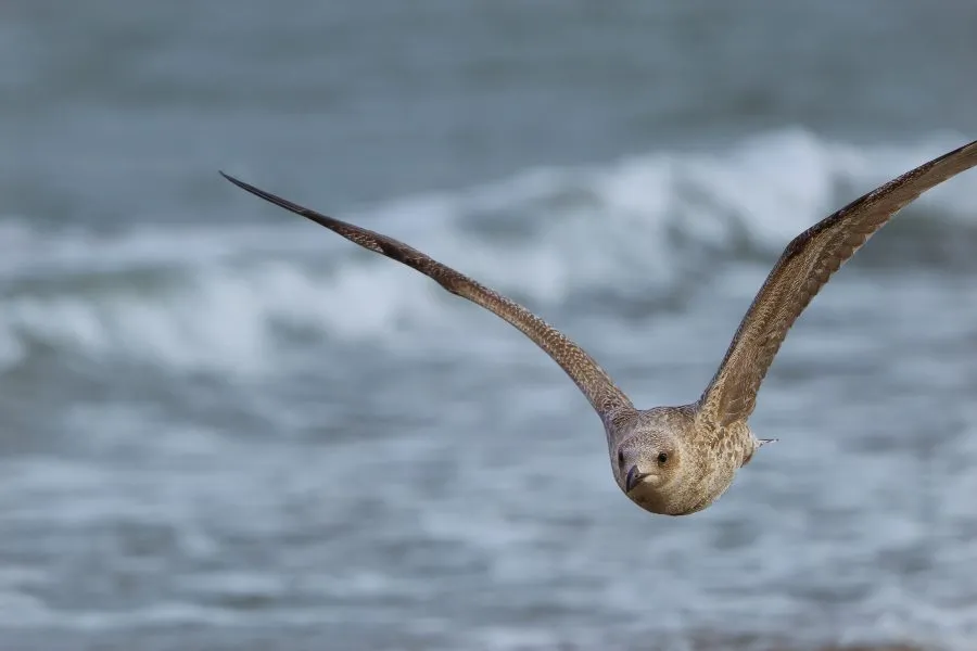 Zilvermeeuw boven zee - Vrij als het licht 🌤️ De zilvermeeuw zweeft hoog boven het water, gedragen door de wind. Onder hem glinstert de zee, een spiegel van lucht en zon. Een... - Animals - Wassenaar