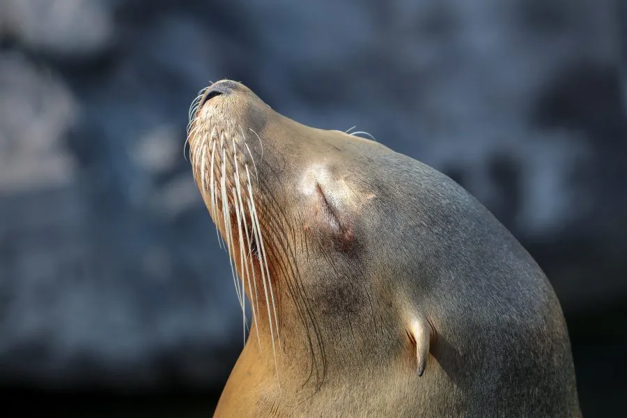 Zonnende zeeleeuw - Rust in de zon 🌞 De zeeleeuw ligt uitgestrekt op de rotsen, zijn ogen half gesloten, de zon glanzend op zijn natte vacht. In elke adem zit tevredenhei... - Animals - Emmen, Wildlands Emmen