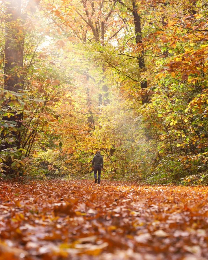 Zonnige herfstdag - Waar licht en stilte samen wandelen 🌤️ De zon breekt door tussen de bomen, strooit goud over het bladerpad. Elke stap kraakt als een herinnering aan d... - Nature - Noordbargerbos, Emmen