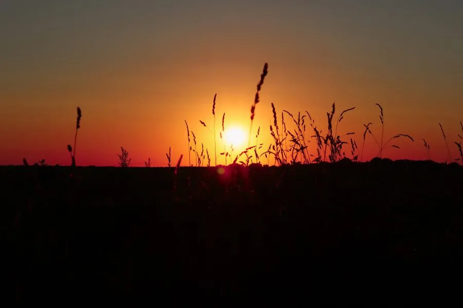 Zonsondergang - Waar de dag zacht verdwijnt 🌞 Het riet wiegt in de avondwind, de zon zakt traag achter de horizon. Elk sprietje vangt nog even het licht, als een goud... - Landscape - Emmen, Emmermeer