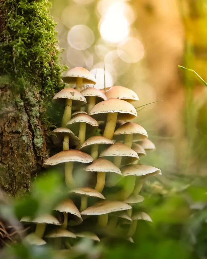 Sulphur Tuft on Tree Trunk - Light from the wood 🌿 The sulphur tuft rises from the old wood, its cap shining in shades of gold and yellow. Between shadow and moss it brings new li... - Macro - Emmen, Valtherbos Emmen