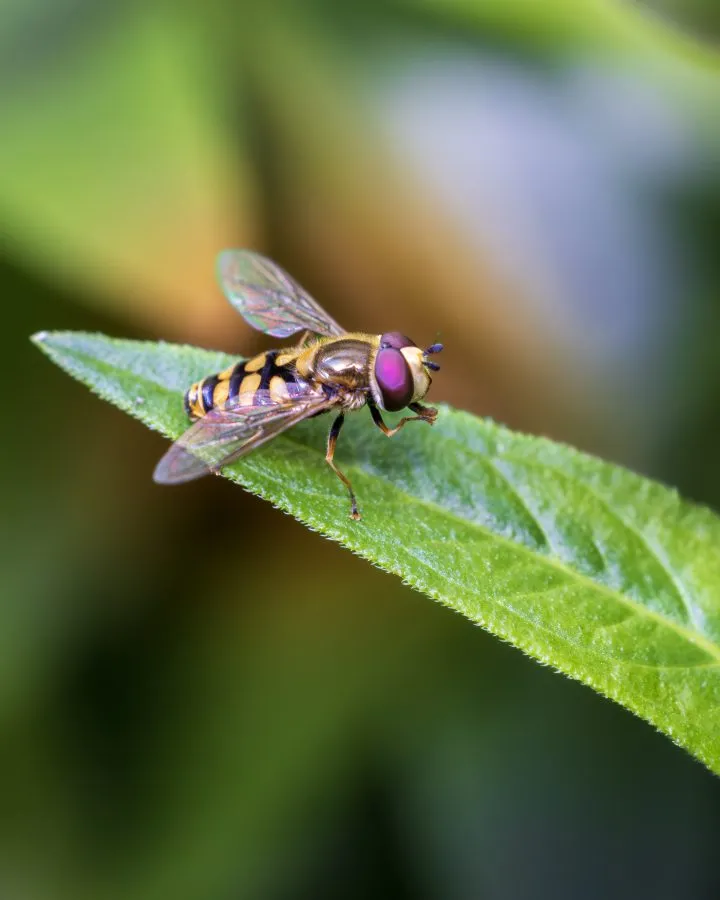 Zweefvlieg - Wesp? Nee hoor. Zweefvlieg! 😄 Deze kleine pyjamazweefvlieg gebruikt slimme camouflage, maar is eigenlijk totaal ongevaarlijk. En juist enorm nuttig in... - Macro - Emmen, Emmermeer