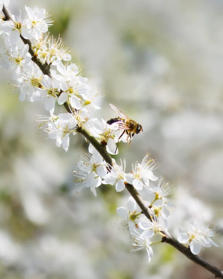 Schwebfliege auf Blüte - Diese kleine Schwebfliege fühlte sich in den Frühlingsblüten ganz zu Hause 🌸. Ihre glänzenden Flügel und winzigen Beinchen bewegten sich sanft durch d... - Macro - Orvelte