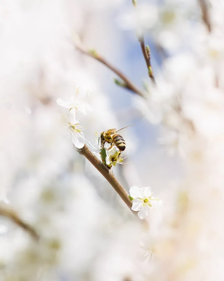 Hoverfly on blossom - A hoverfly gracefully floats among the blossoms, searching for nectar. Such a beautiful sight — nature at its finest, captured in the smallest moments... - Macro - Emmen, Emmermeer