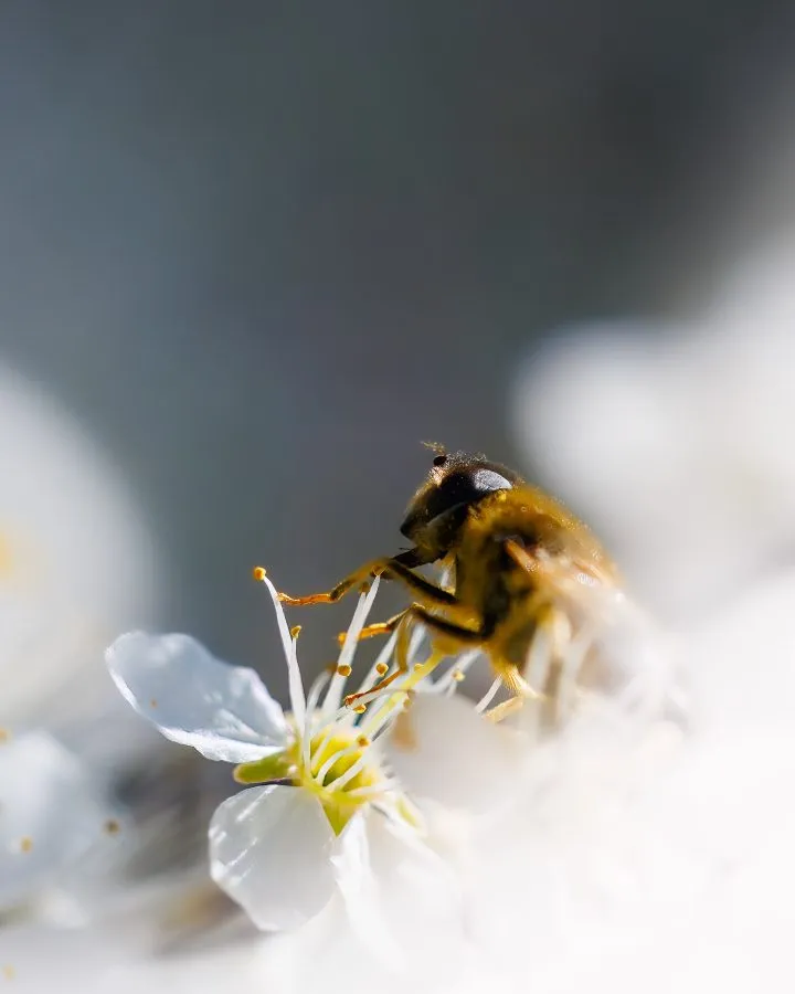 Schwebfliege auf Blüte - Eine Schwebfliege landet sanft auf einer Blüte. - Macro - Orvelte