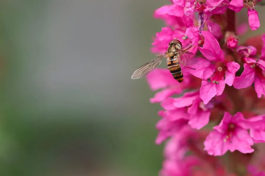 Hoverfly on pink flower - Light as a thought 🌸 The hoverfly pauses on a pink flower, its wings shimmering in the sunlight like glass. In that quiet moment, time seems to slow —... - Macro - Emmen, Emmermeer