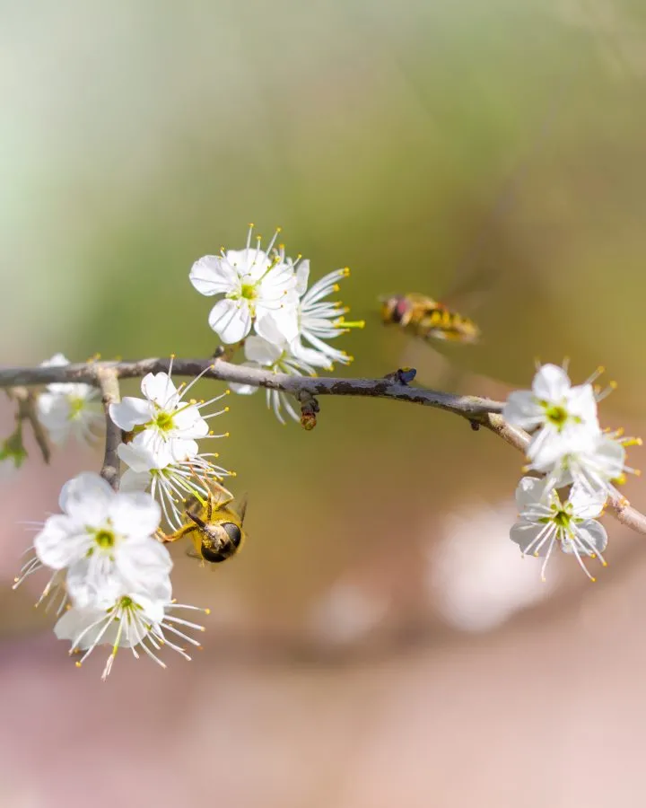 Hoverflies on white blossom - Hoverflies buzzing around white blossom on a sunny spring day. - Macro - Emmen, Emmermeer